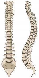 spine system